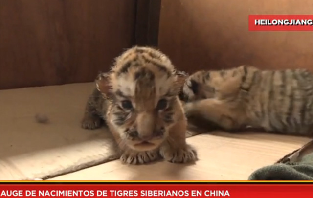 Auge de nacimientos de tigres siberianos en China