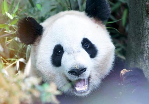 Pandas gigantes He Xing y Mao Er serán enviados a Copenhague