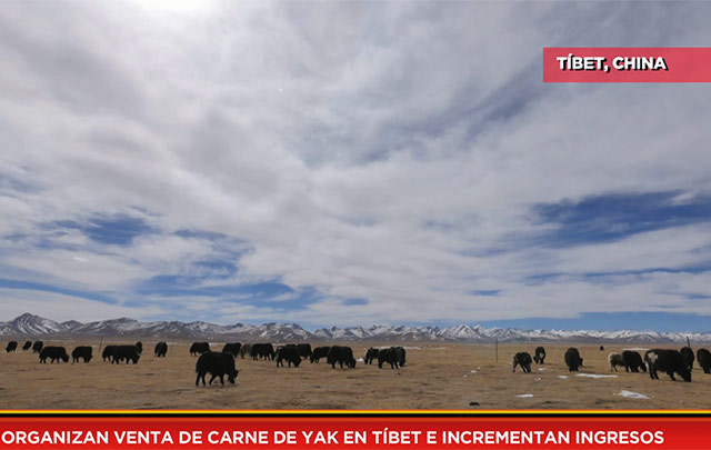 Organizan venta de carne de yak en Tíbet e incrementan ingresos