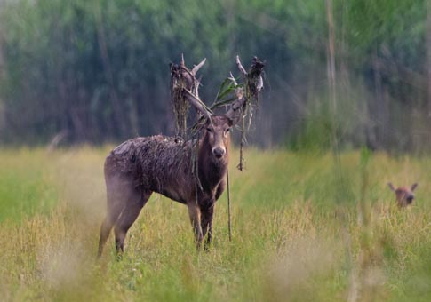 Hunan: Ciervos milú en reserva natural estatal cerca del lago Dongting