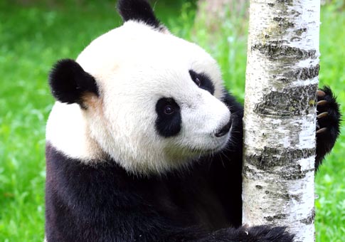 Pandas gigantes Wu Wen y Xing Ya debutan en el Zoológico Ouwehands