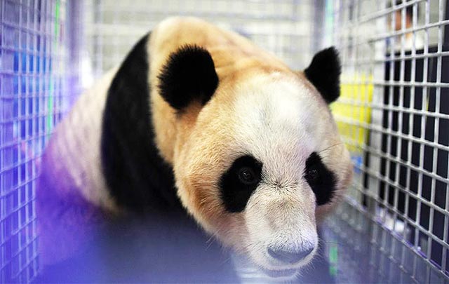 Despiden a tres pandas que volverán a China