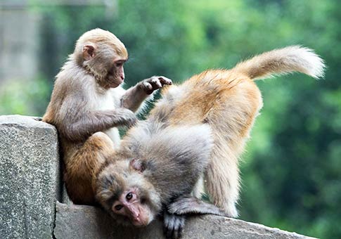 Chongqing: Monos en zona escénica de Tongjing