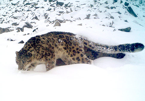 Sichuan: Leopardos de las nieves en la Reserva Nacional Natural de Wolong