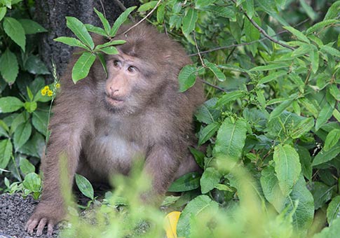Anhui: Monos en Montaña Jiuhua