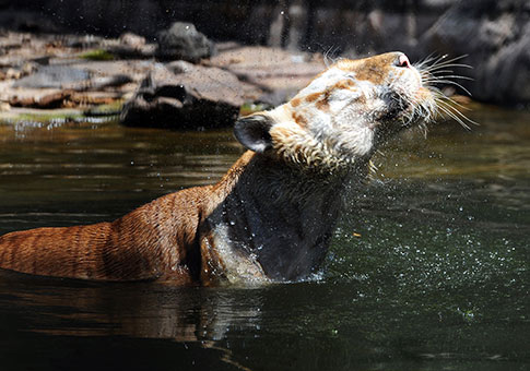 Tailandia: Tigre en lago artificial en un zoológico en Samut Prakan