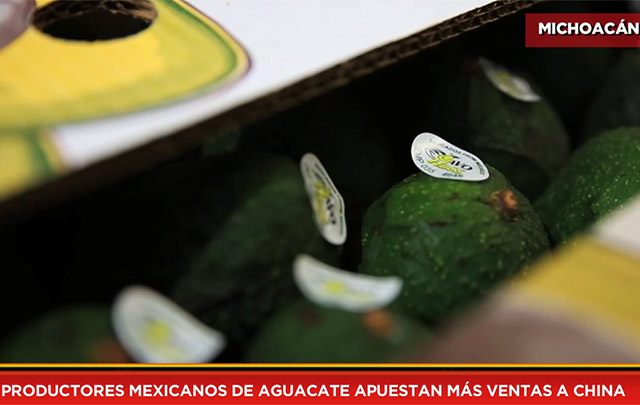 Productores mexicanos de aguacate apuestan más ventas a China
