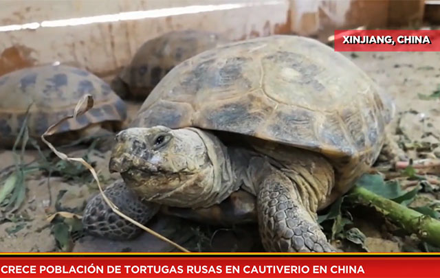Crece población de tortugas rusas en cautiverio en China