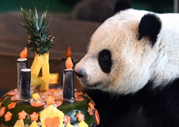 "Yuan Zai" disfruta su pastel de cumpleaños en el Zoológico de Taipei