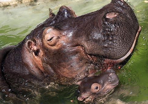 Fotos de cachorro de hipopótamo y su mamá