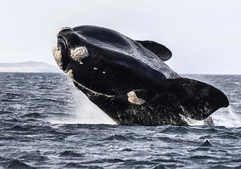 Argentina: Fotos de ballena nadando en mar en Puerto Madryn