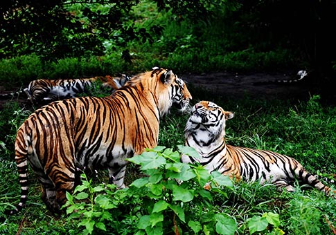 Heilongjiang: Parque de Tigres Siberianos en Harbin