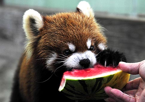 Zoológico de Shanghai toma medidas para mantener a animales frescos