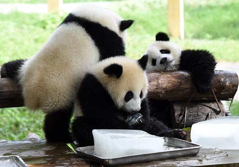 Zoológico de Chongqing toma medidas para refrescar a animales