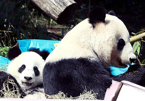 Gemelos de pandas celebran su primer cumpleaños en zoológico Schoenbrunn, Viena