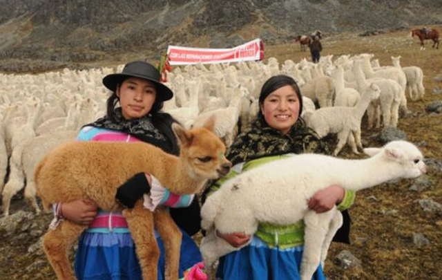 Celebran en Perú el Día Nacional de la Alpaca