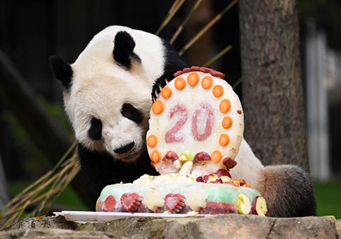 EEUU: Celebran el cumpleaños 20 de la panda gigante Tian Tian