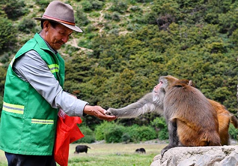 Tíbet: Fotos de macacos tibetanos en reserva ecológica