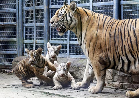 Fotos de trillizos de tigre y su madre en Zoológico de Jinan