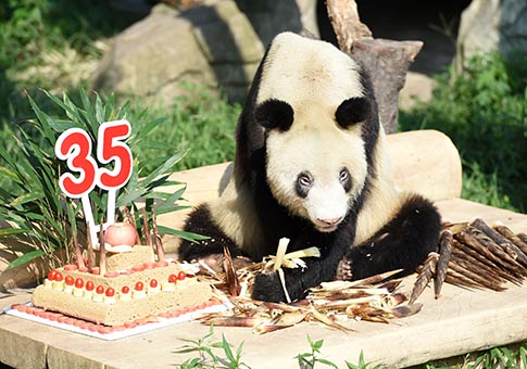 Panda gigante Xinxing celebra su cumpleaños 35