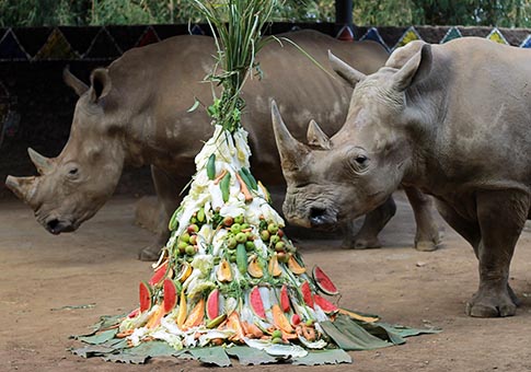 Rinocerontes blancos de Sudáfrica en Parque Zoológico de Java Oriental