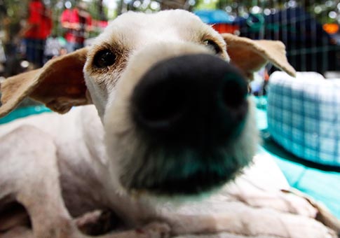 Refugio temporal para mascotas extraviadas a raíz del sismo en la Ciudad de México