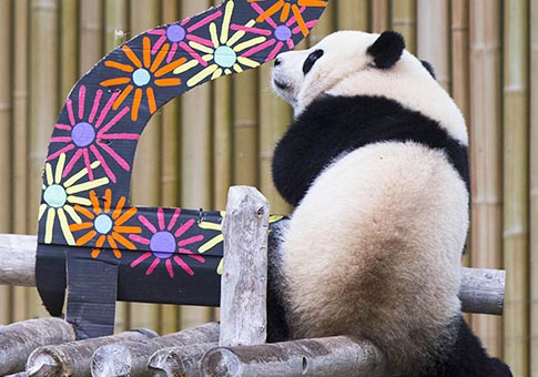 Pandas gigantes gemelos celebran su segundo cumpleaños en Canadá