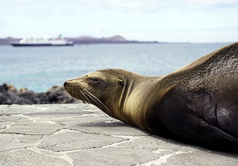 Animales en Islas Galápagos en Ecuador