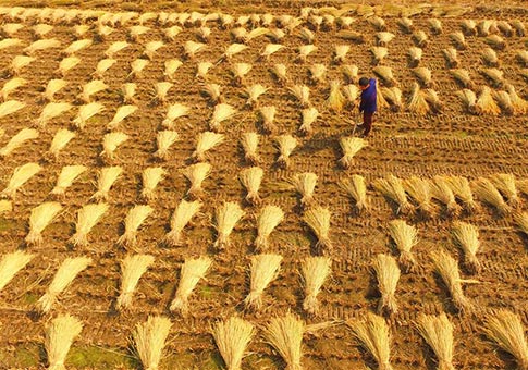 Agricultores cosechan arroz en Henan