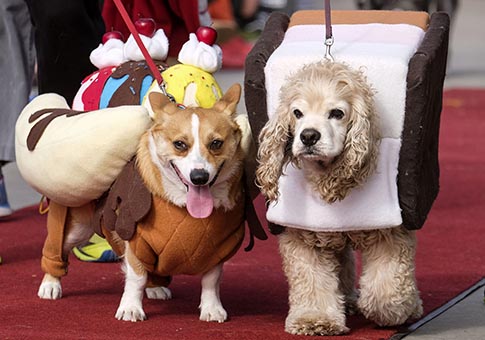 EEUU: 17 Desfile anual de Costura Canina de Halloween en Long Beach
