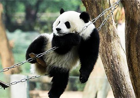Pandas gigantes en Zoológico de Chongqing