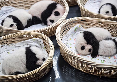 Población de pandas gigantes en cautiverio asciende a 520 a nivel mundial