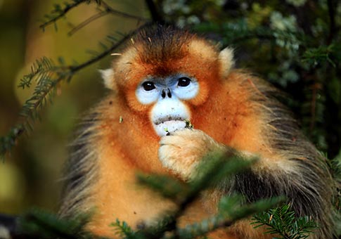 Hubei: Base de Investigación de Monos Dorados de Dalongtan en Shennongjia