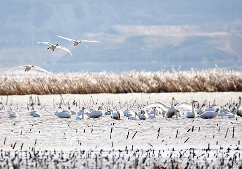 Hebei: Cisnes en la Reserva de Guanting