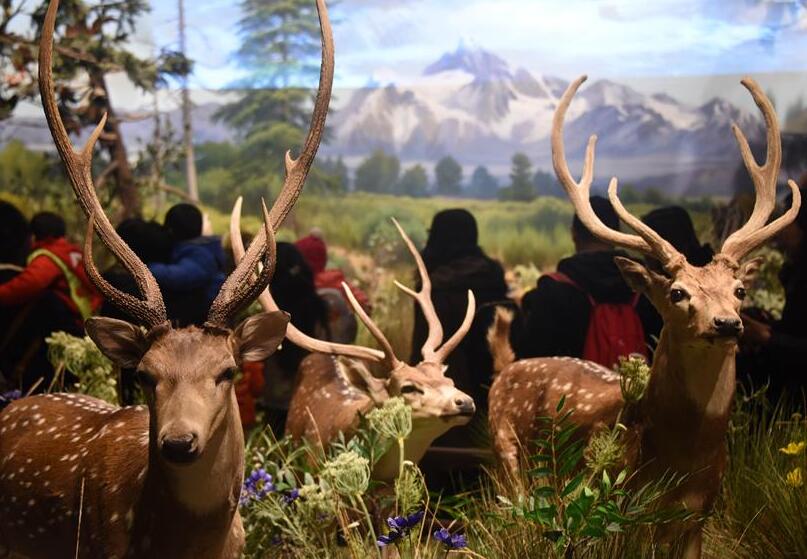 Figuras de ciervos en el Museo de Historia Natural de Behring