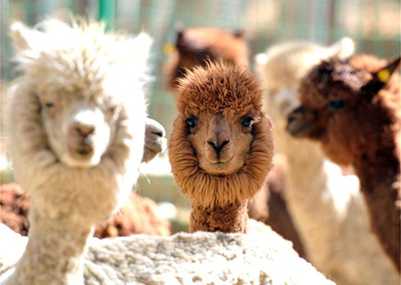 Parque zoológico en Lhasa, China
