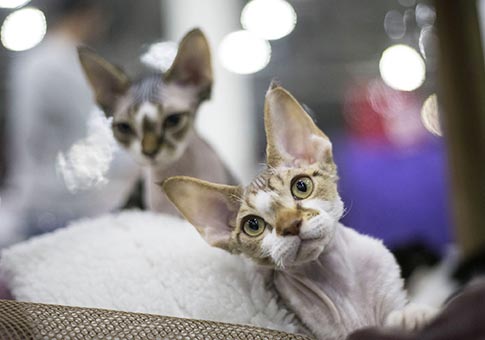 Rusia: Exposición anual de gatos en Moscú