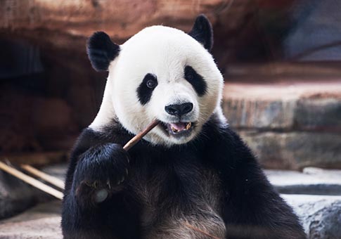 2017 en imágenes: A todo el mundo le gustan pandas gigantes