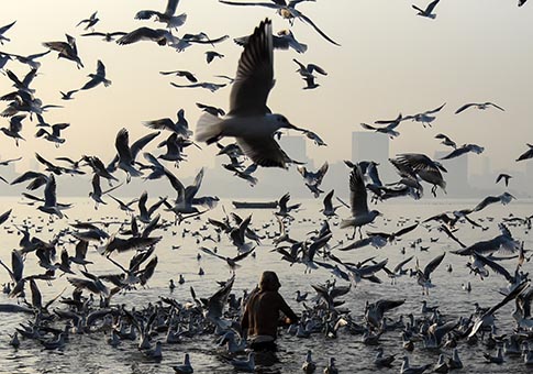 Gaviotas vuelan sobre costa de Mar Arábigo en Mumbai, India