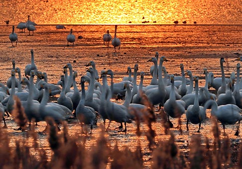 Shandong: Lago de Cisnes de reserva natural nacional de cisnes de Rongcheng
