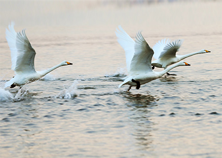 La reserva nacional de cisnes de Rongcheng