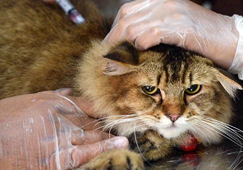 Gatos reciben vacunas antirábicas gratuitas