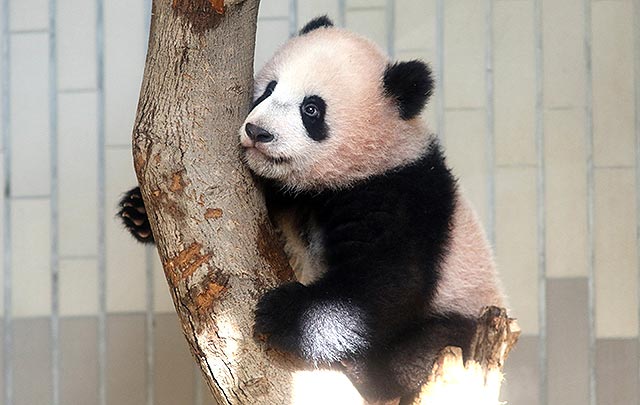Xiang Xiang, panda cachorro que debutará en zoológico de Tokio