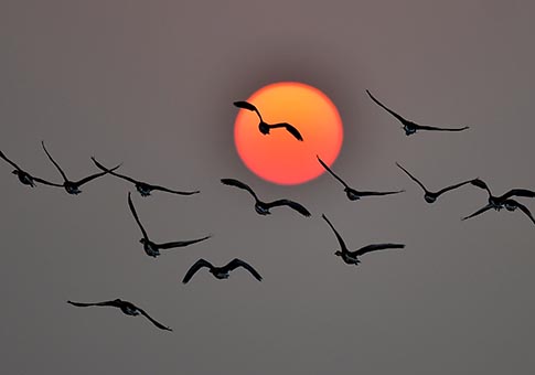 Aves volando frente al sol