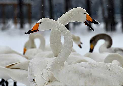 Shanxi: Cisnes en Humedal del Río Amarillo