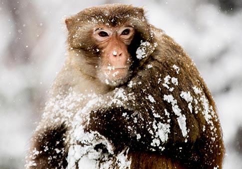 Monos en Parque Xiangshan cubierto por nieve