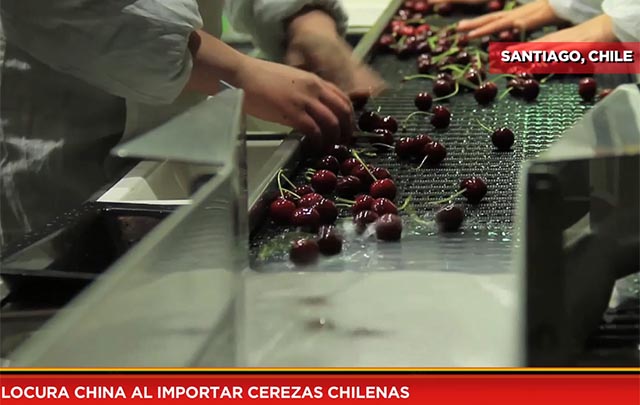 Locura china al importar cerezas chilenas