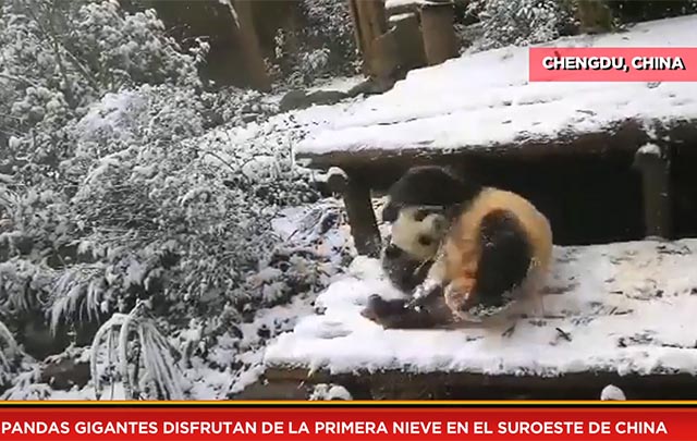 Pandas gigantes disfrutan de la primera nieve en el suroeste de China