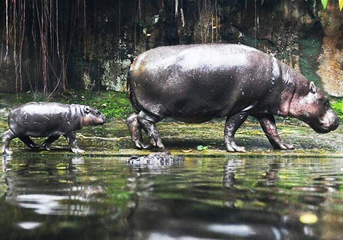 Animales recién nacidos en Zoológico de Singapur