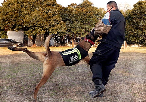 Shanghai: Perros policía reciben entrenamiento diario